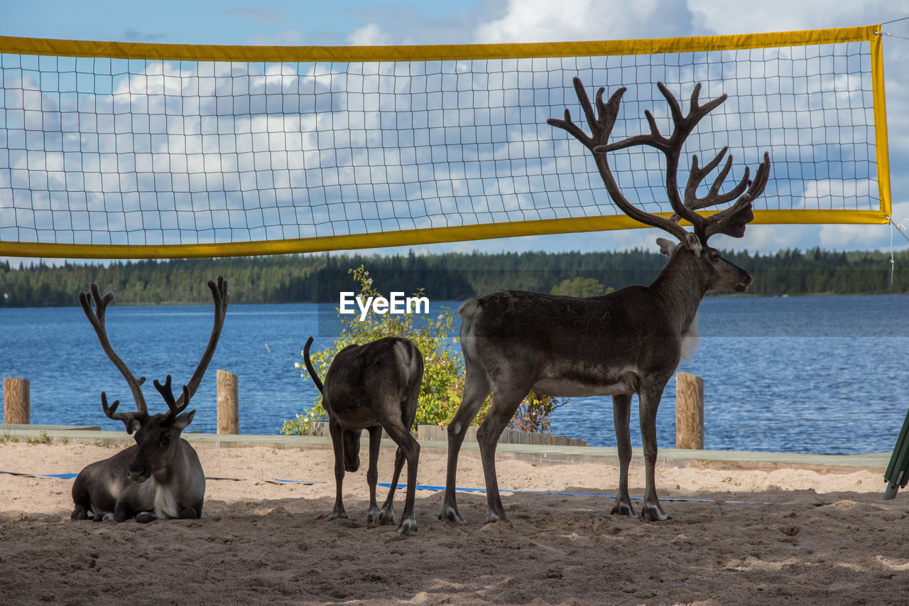 Reindeer by sports net at beach