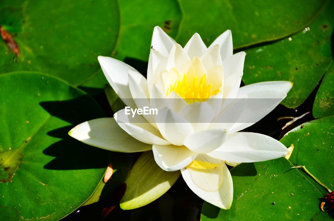 CLOSE-UP OF WHITE WATER LILY BLOOMING IN PARK