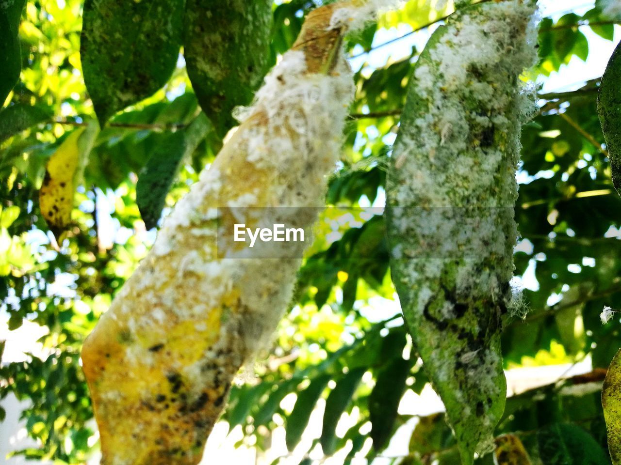 CLOSE-UP OF LICHEN GROWING ON TREE TRUNK