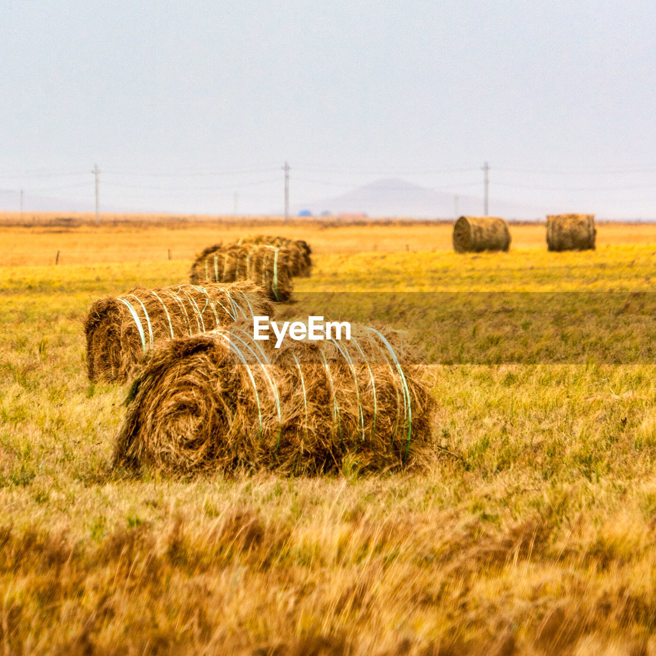 HAY BALES IN FIELD