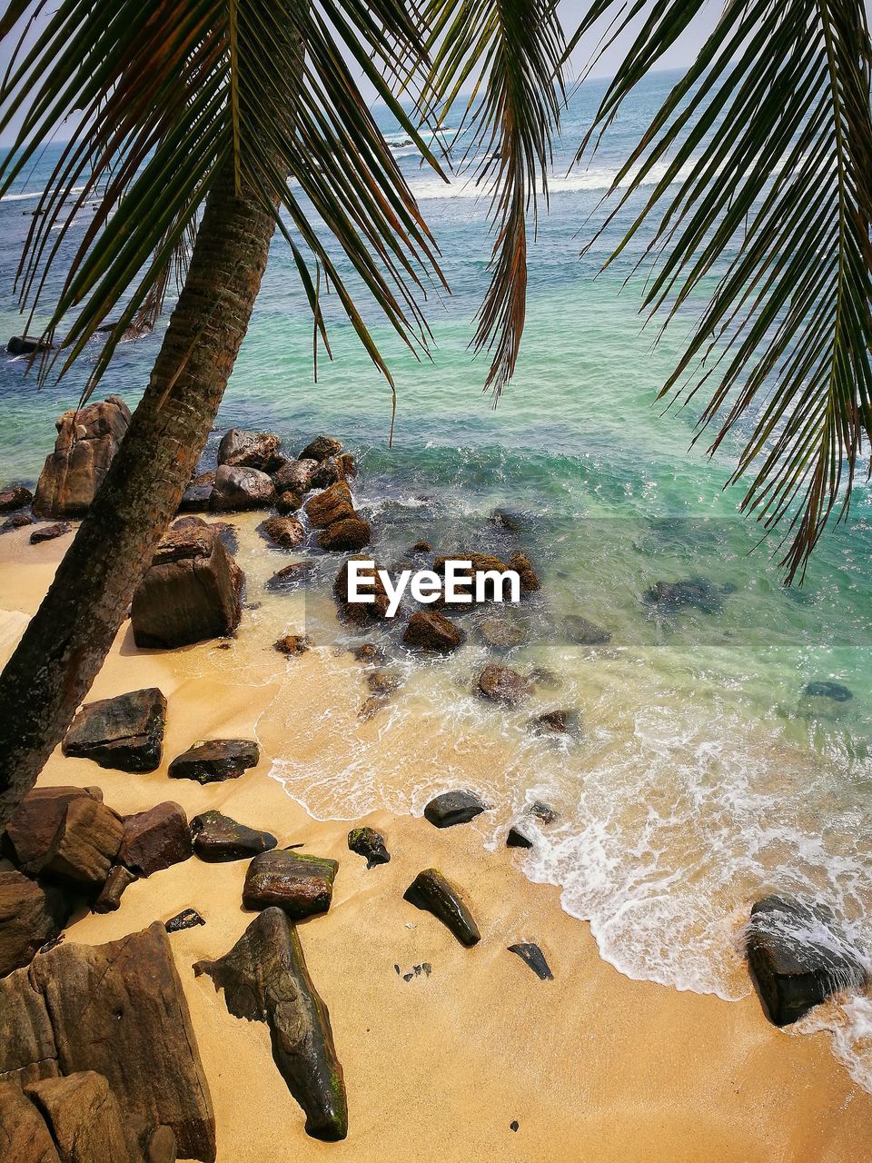 PALM TREE ON BEACH