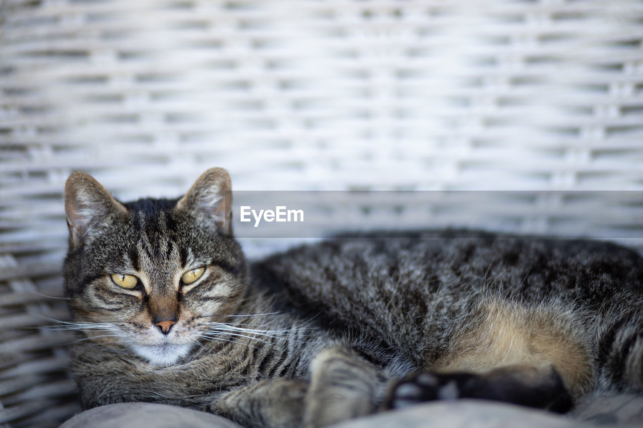 Cat laying on whicker chair, looking straight at camera