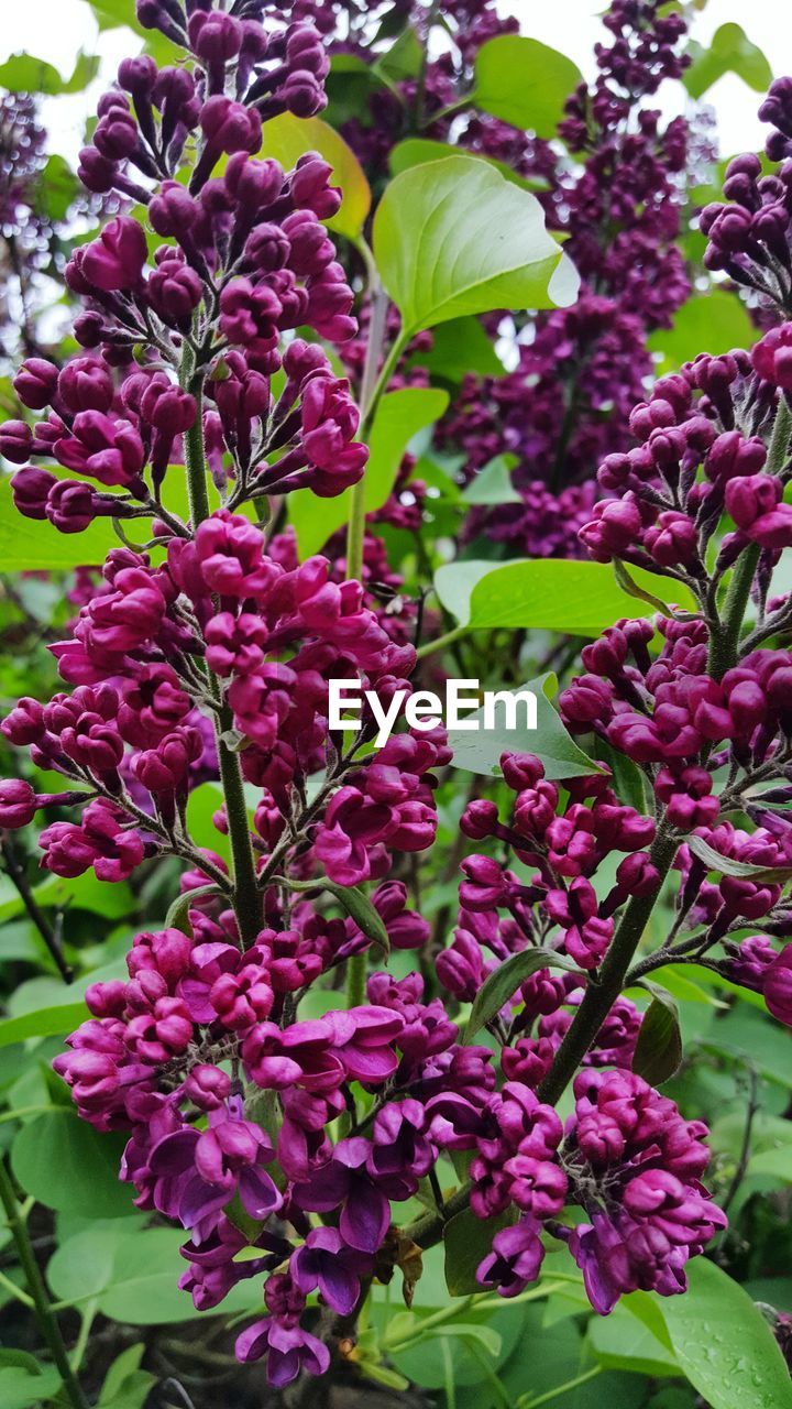 CLOSE-UP OF PINK FLOWERS BLOOMING IN PARK