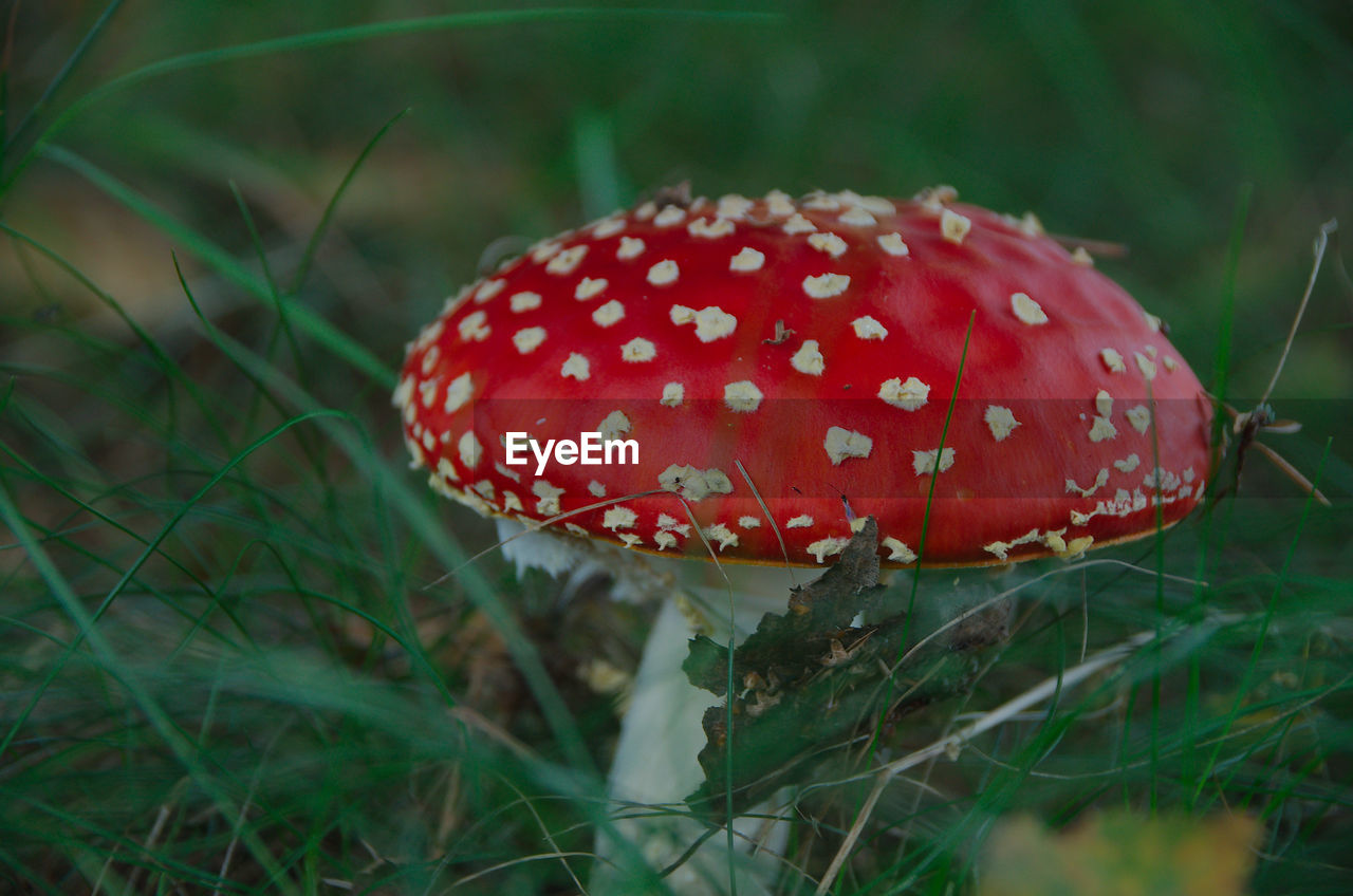 CLOSE-UP OF FLY AGARIC MUSHROOM IN FIELD