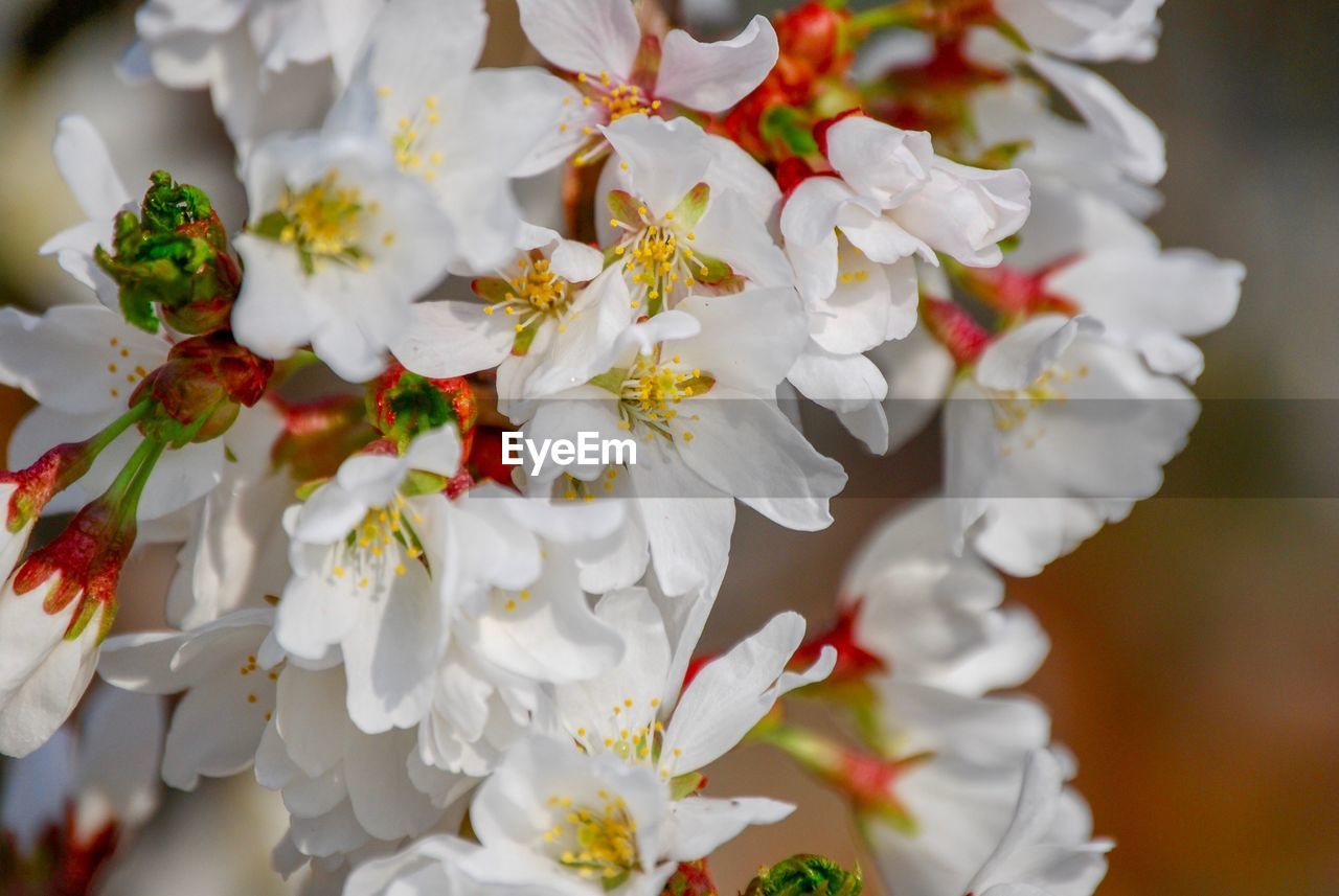 CLOSE-UP OF WHITE FLOWERS OUTDOORS