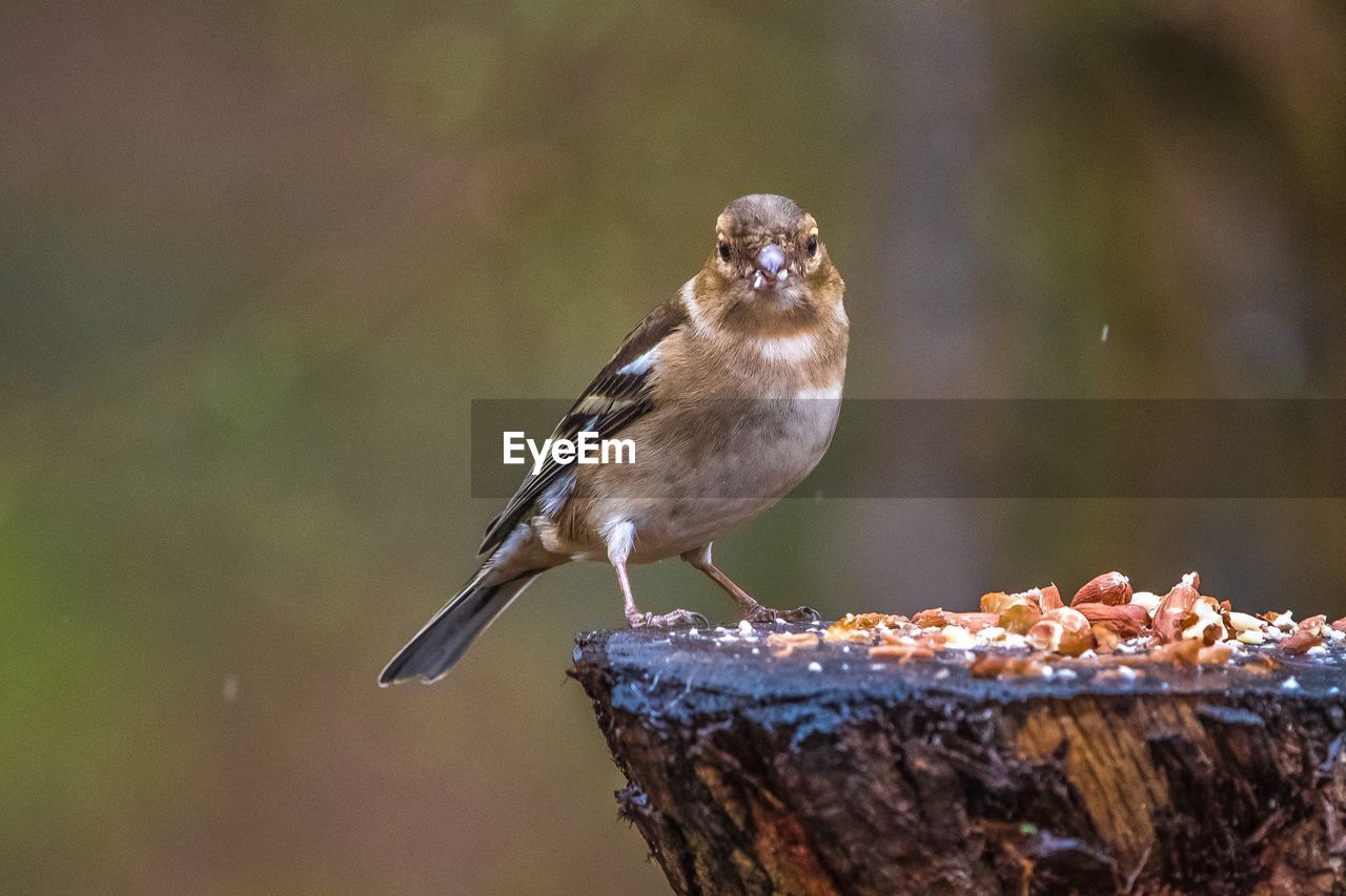 Portrait of sparrow perching tree stump