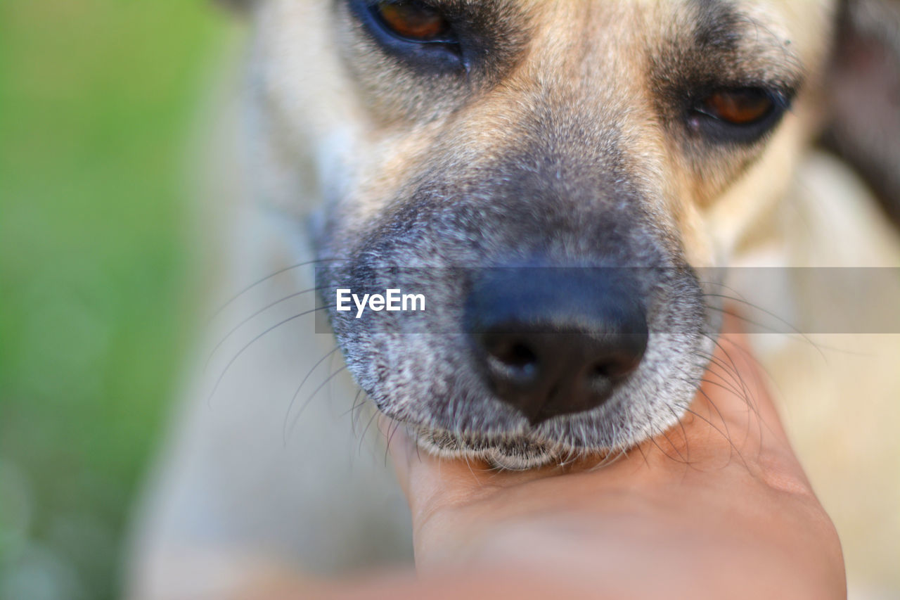 CLOSE-UP OF DOG WITH HAND