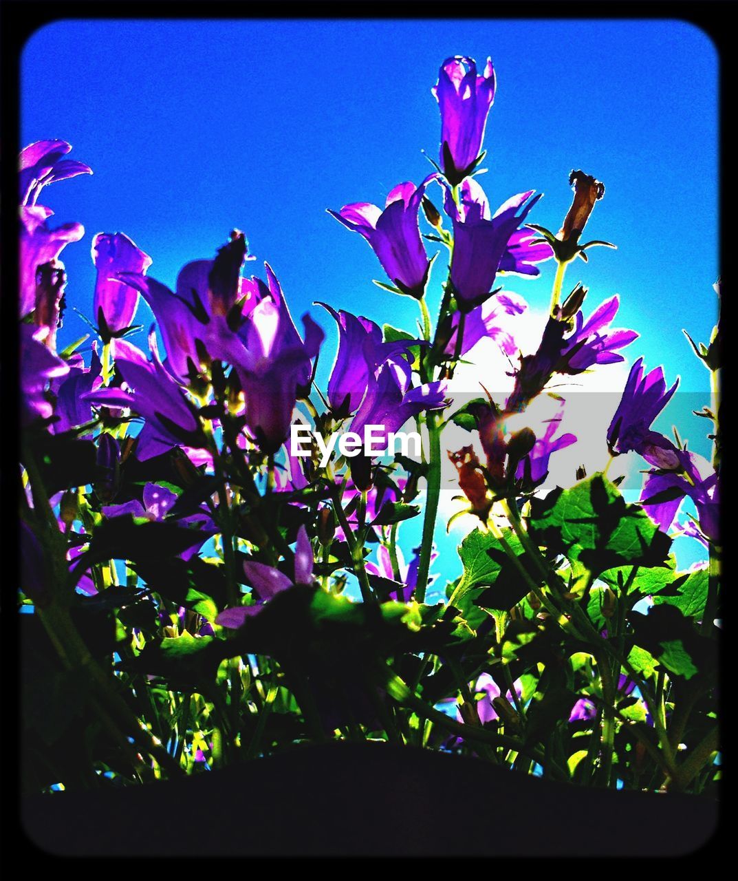 Close-up of flowers against blue sky