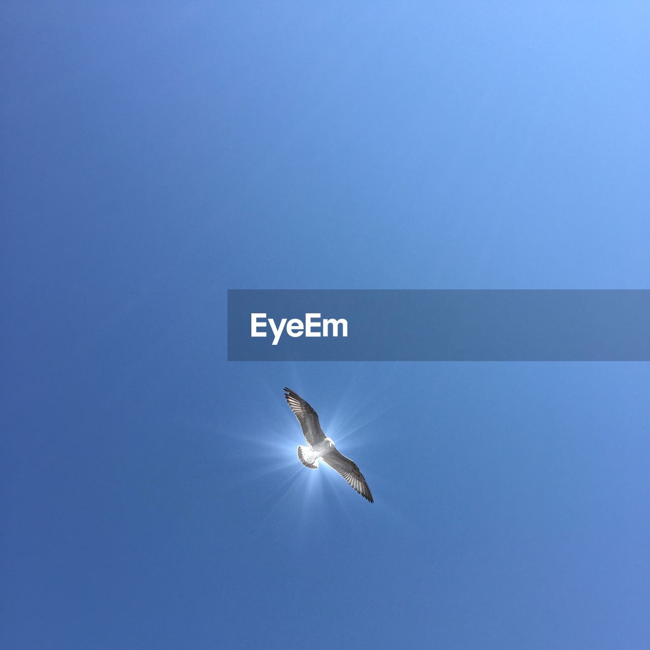 Low angle view of seagull flying against clear blue sky with lens flare