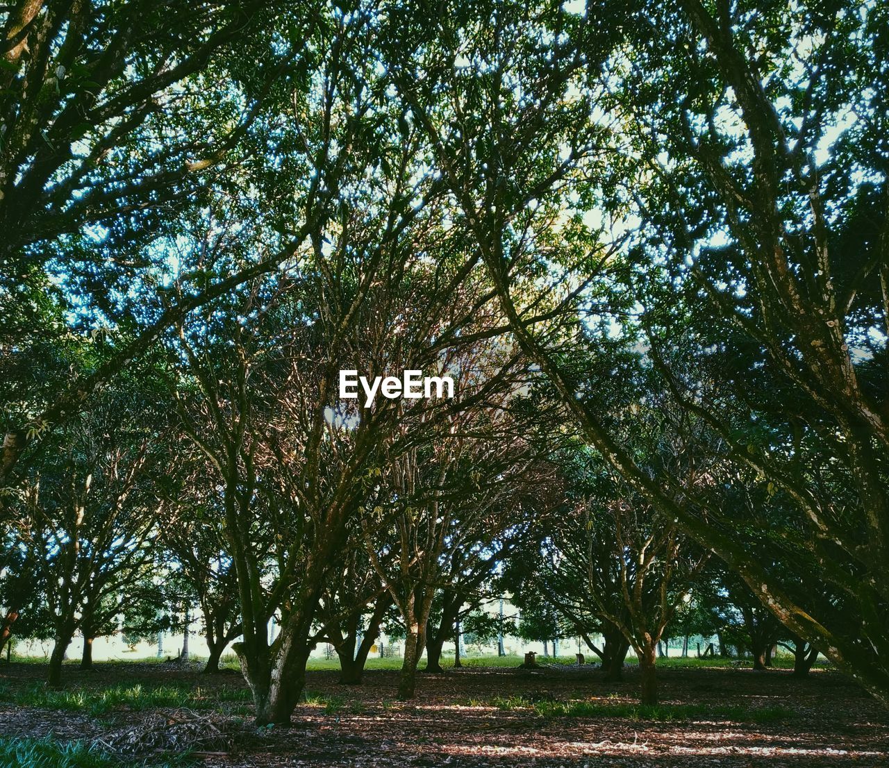 TREES IN PARK