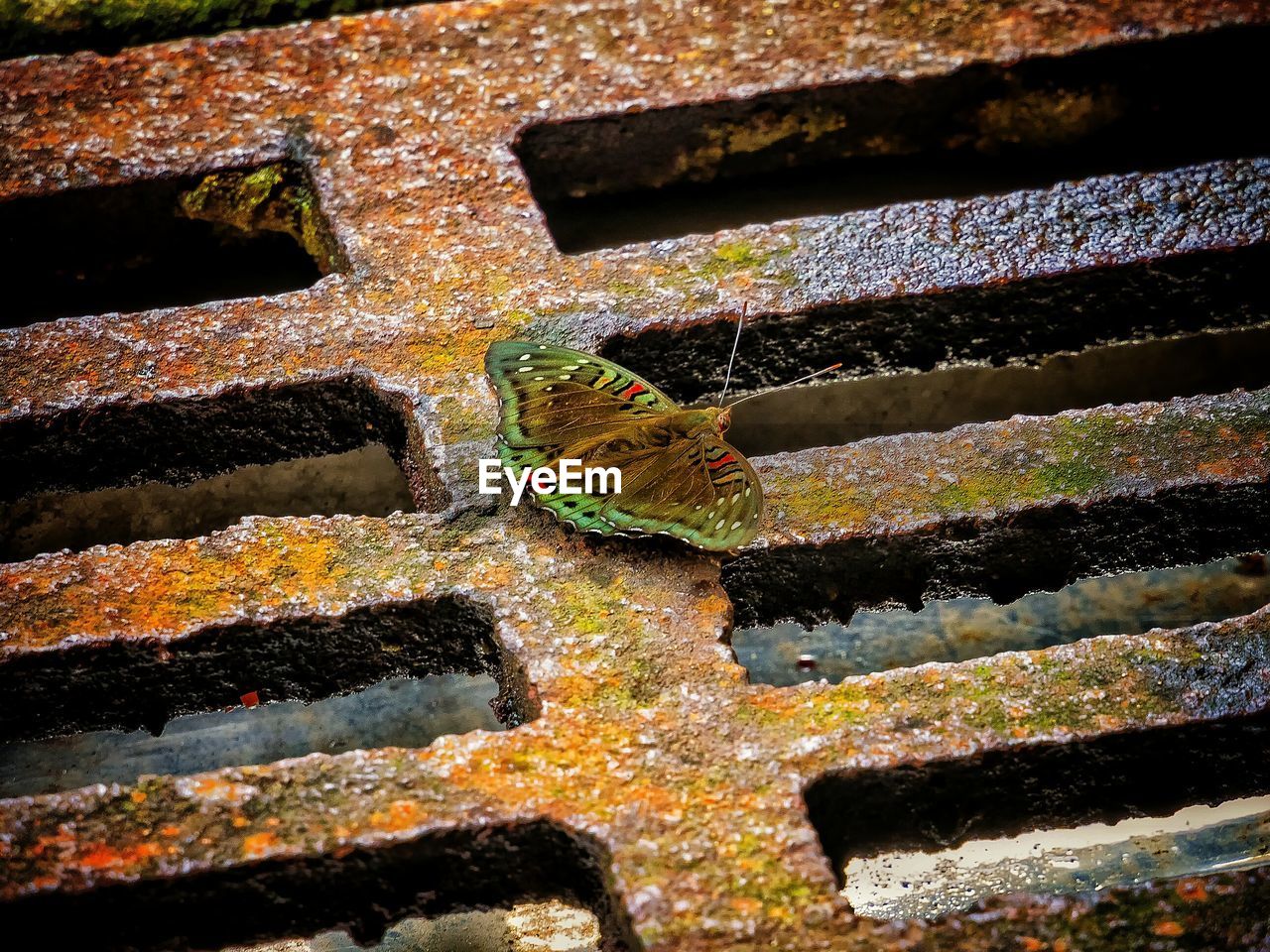 High angle view of butterfly on sewer