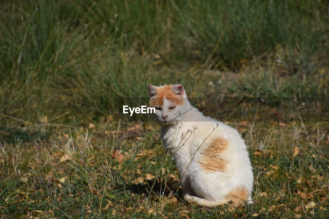 PORTRAIT OF CAT SITTING ON GRASS