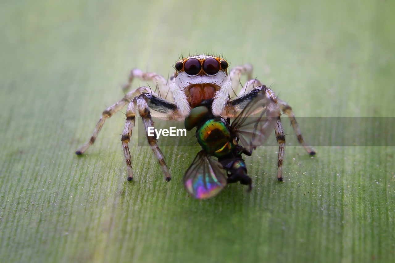 CLOSE-UP OF SPIDER IN THE ANIMAL