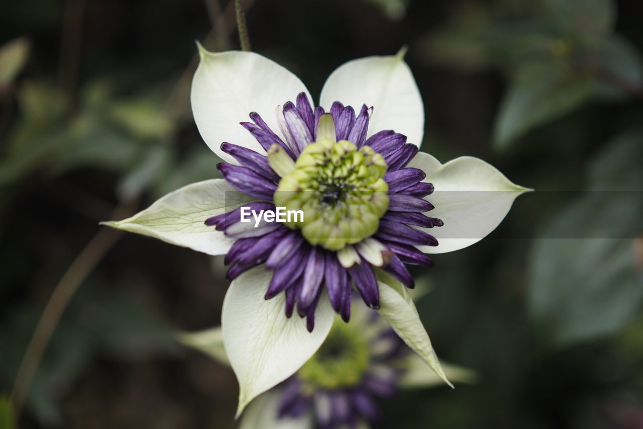 CLOSE-UP OF PURPLE FLOWER AGAINST BLURRED BACKGROUND