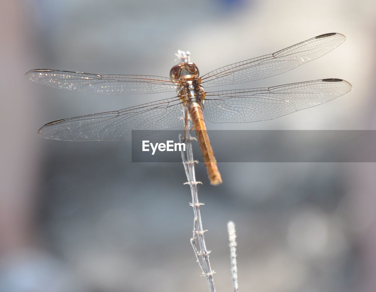 Close-up of dragonfly on twig