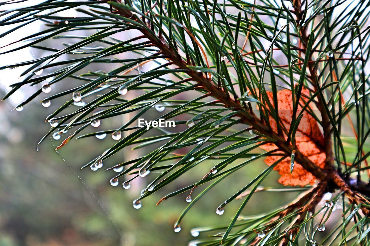 CLOSE-UP OF RAINDROPS ON PINE TREE BRANCH