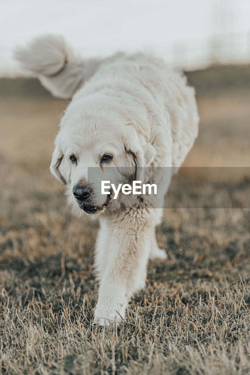 animal, animal themes, one animal, pet, mammal, dog, canine, domestic animals, puppy, young animal, no people, cute, nature, portrait, day, outdoors, land