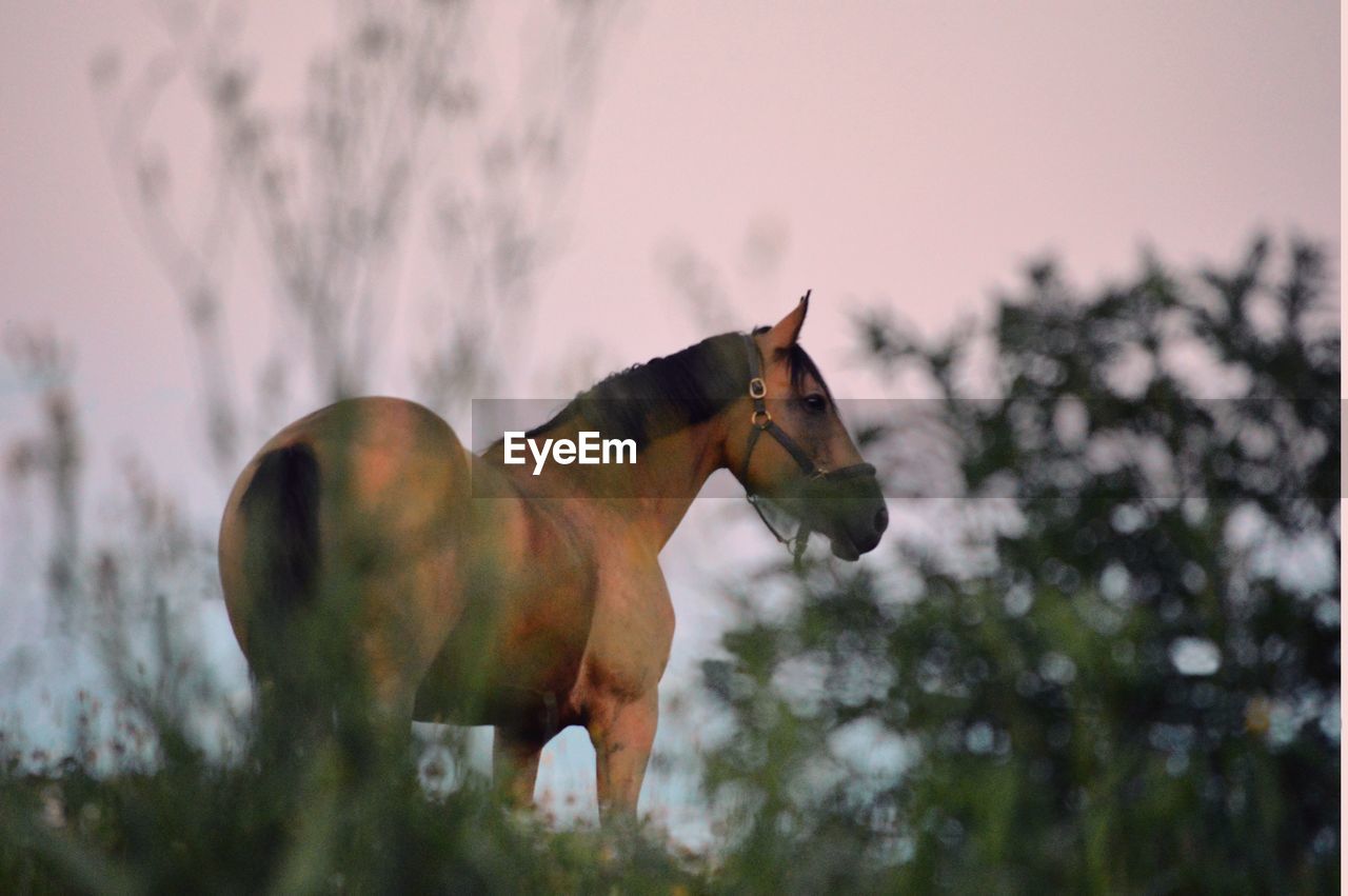 Close-up of horse against sky