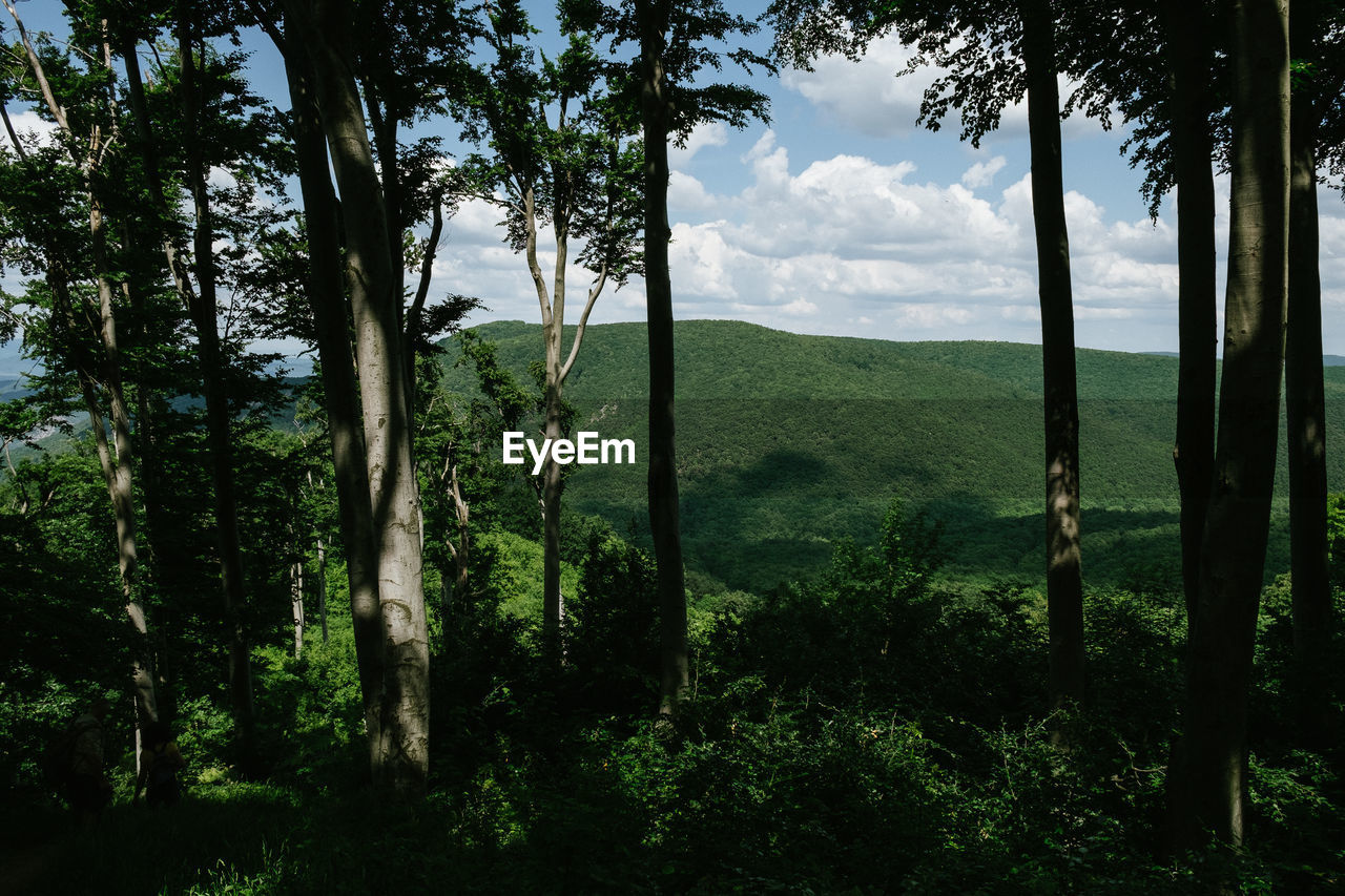 Scenic view of forest against sky