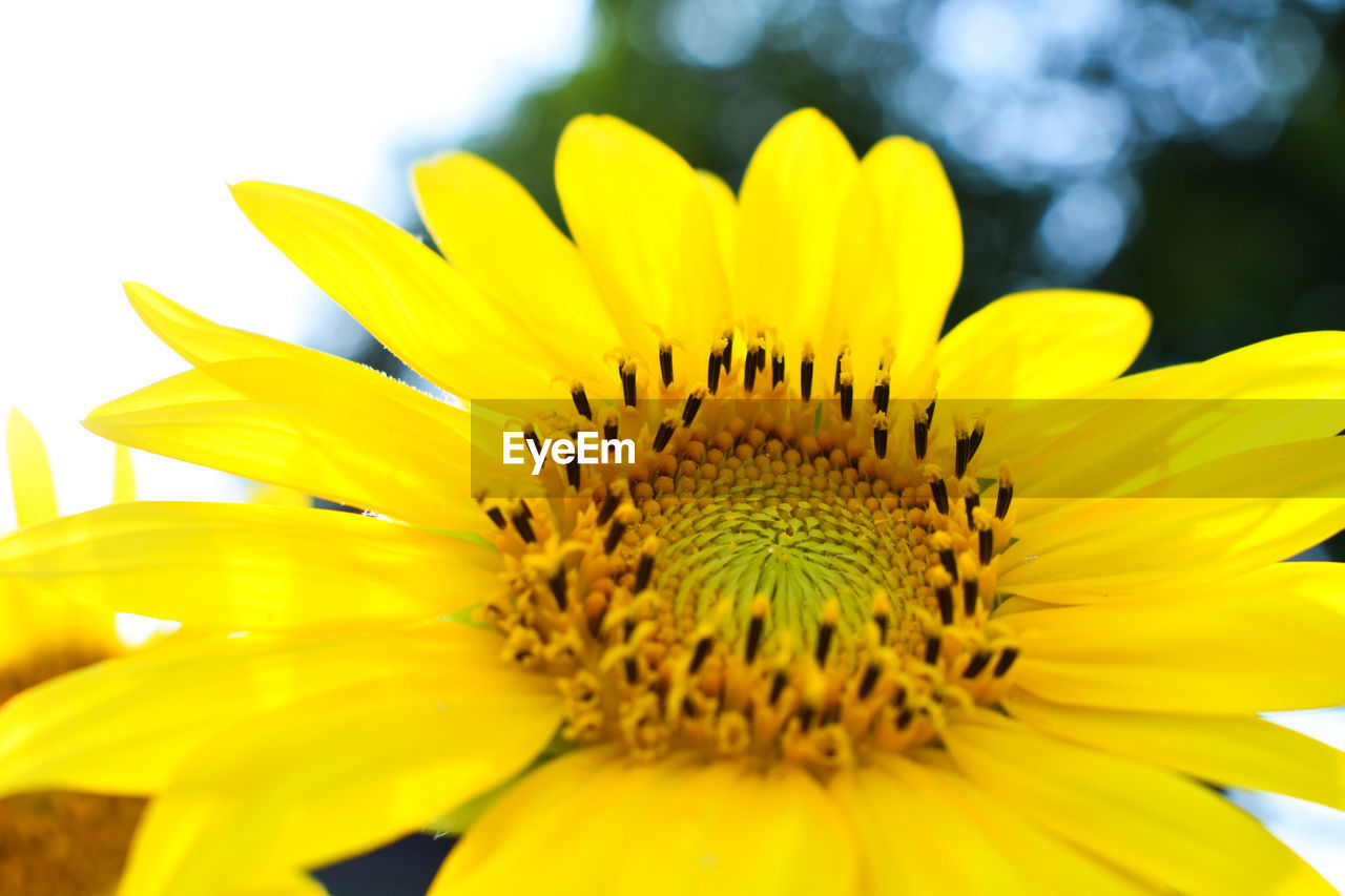 Close-up of yellow sunflower