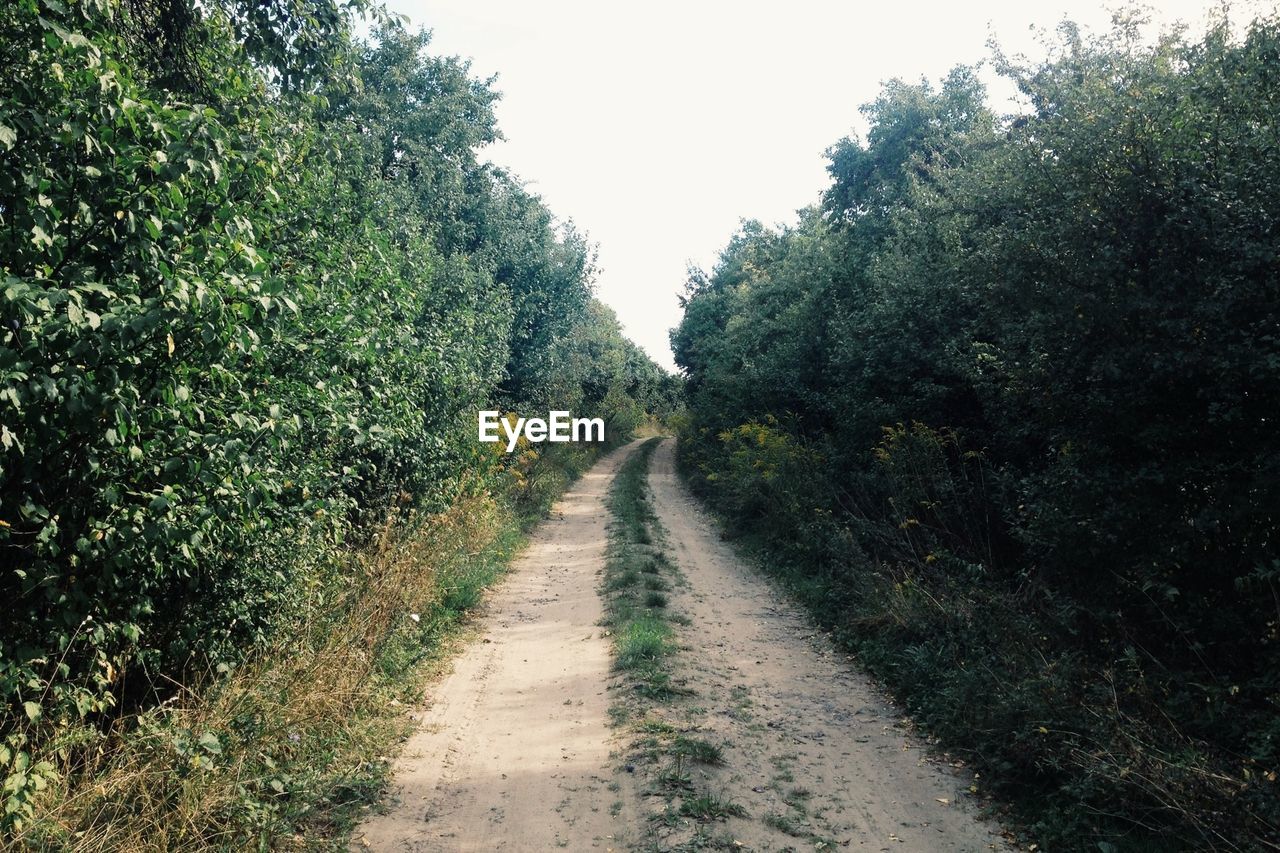 Narrow dirt track along plants