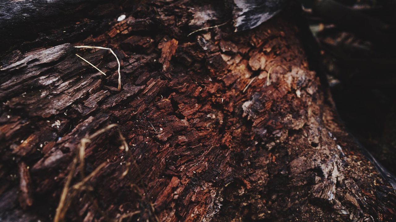 FULL FRAME SHOT OF TREE