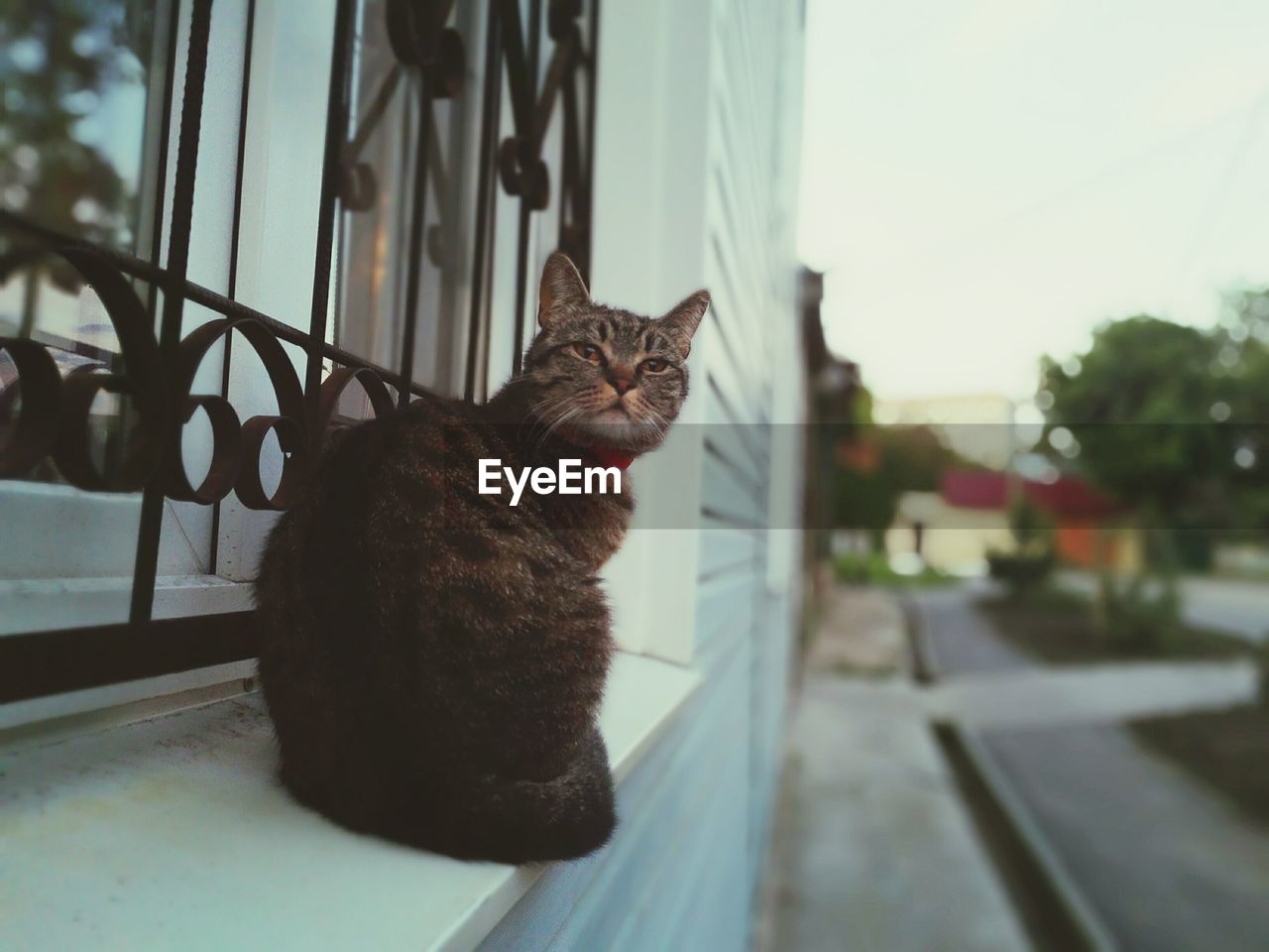 Cat sitting on window sill of building