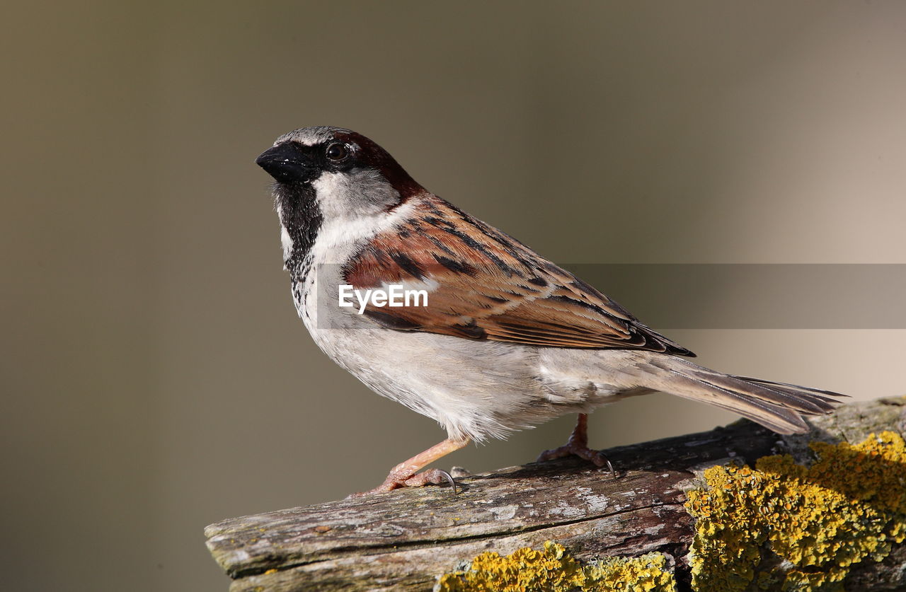 House sparrow perching on branch