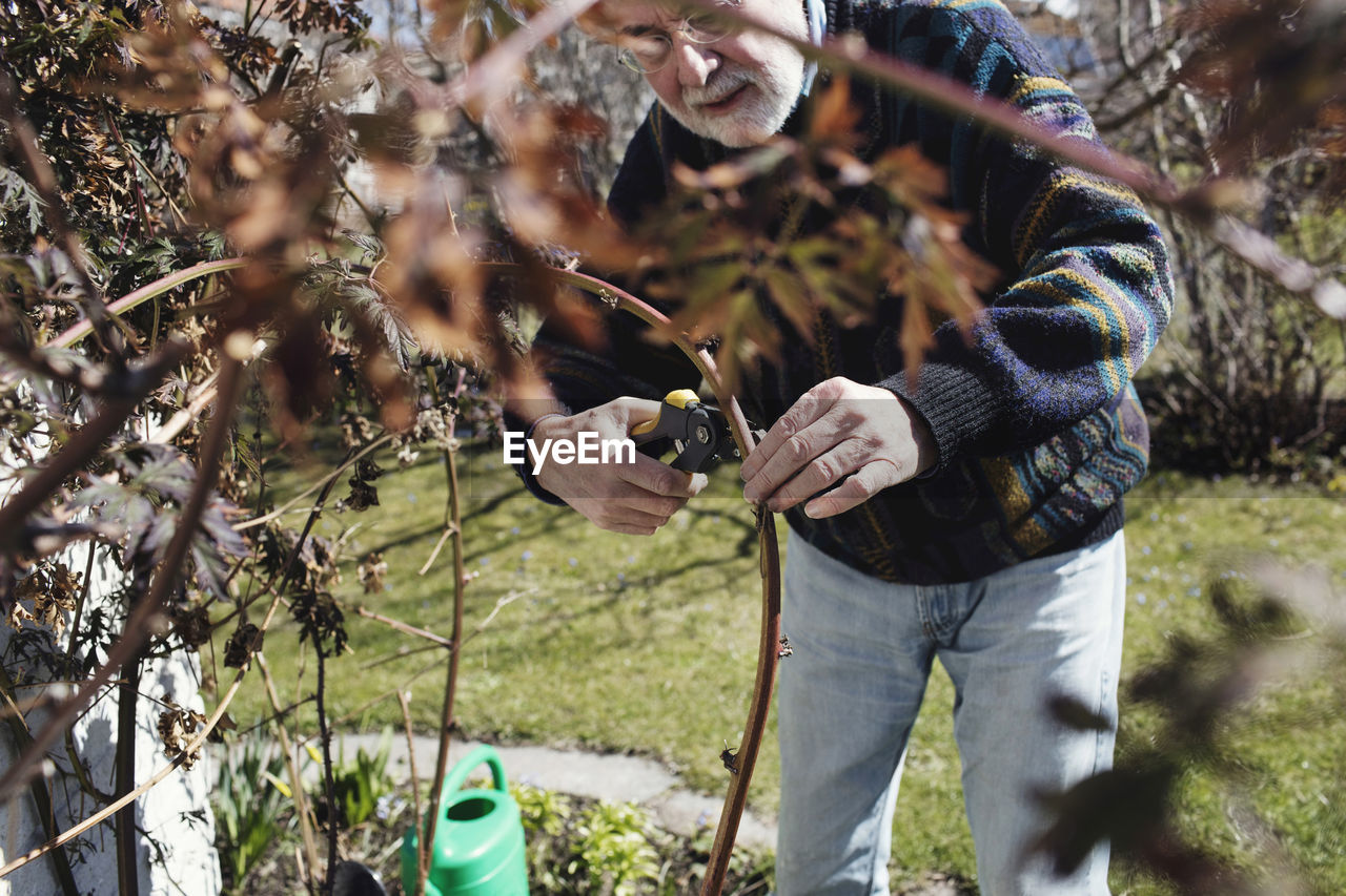 Senior man pruning branches in yard on sunny day