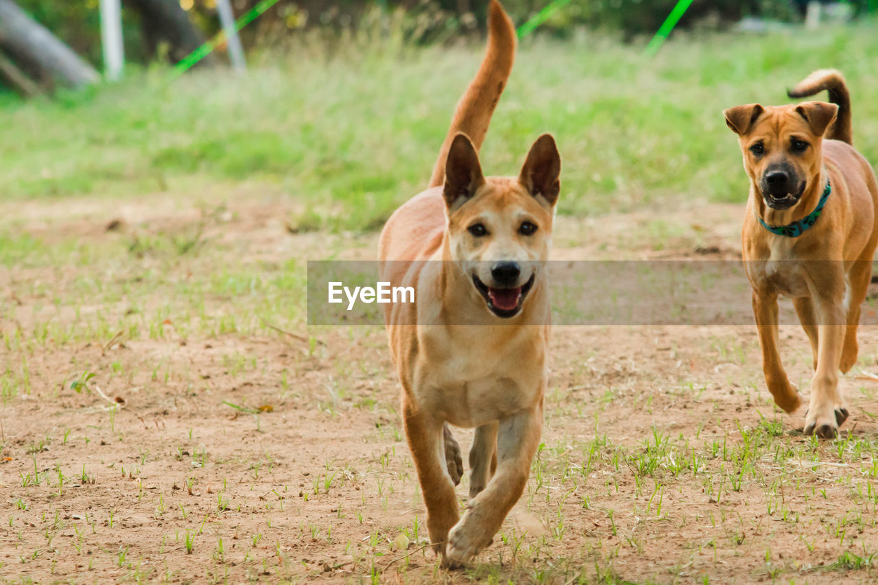 pet, animal themes, mammal, animal, dog, canine, domestic animals, one animal, running, grass, portrait, dingo, nature, no people, plant, outdoors, day, motion, looking at camera, focus on foreground