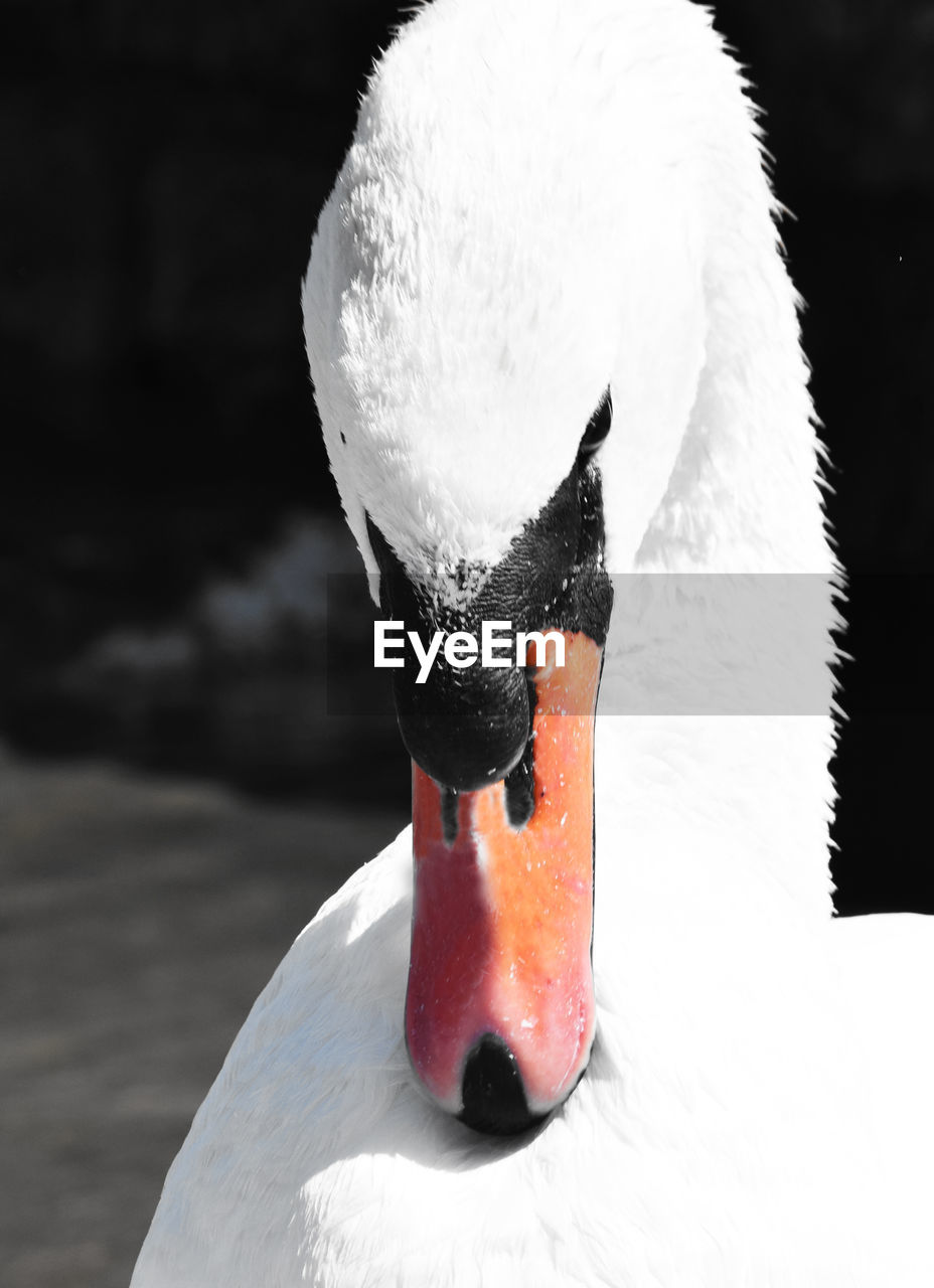 CLOSE-UP OF SWAN ON SNOW