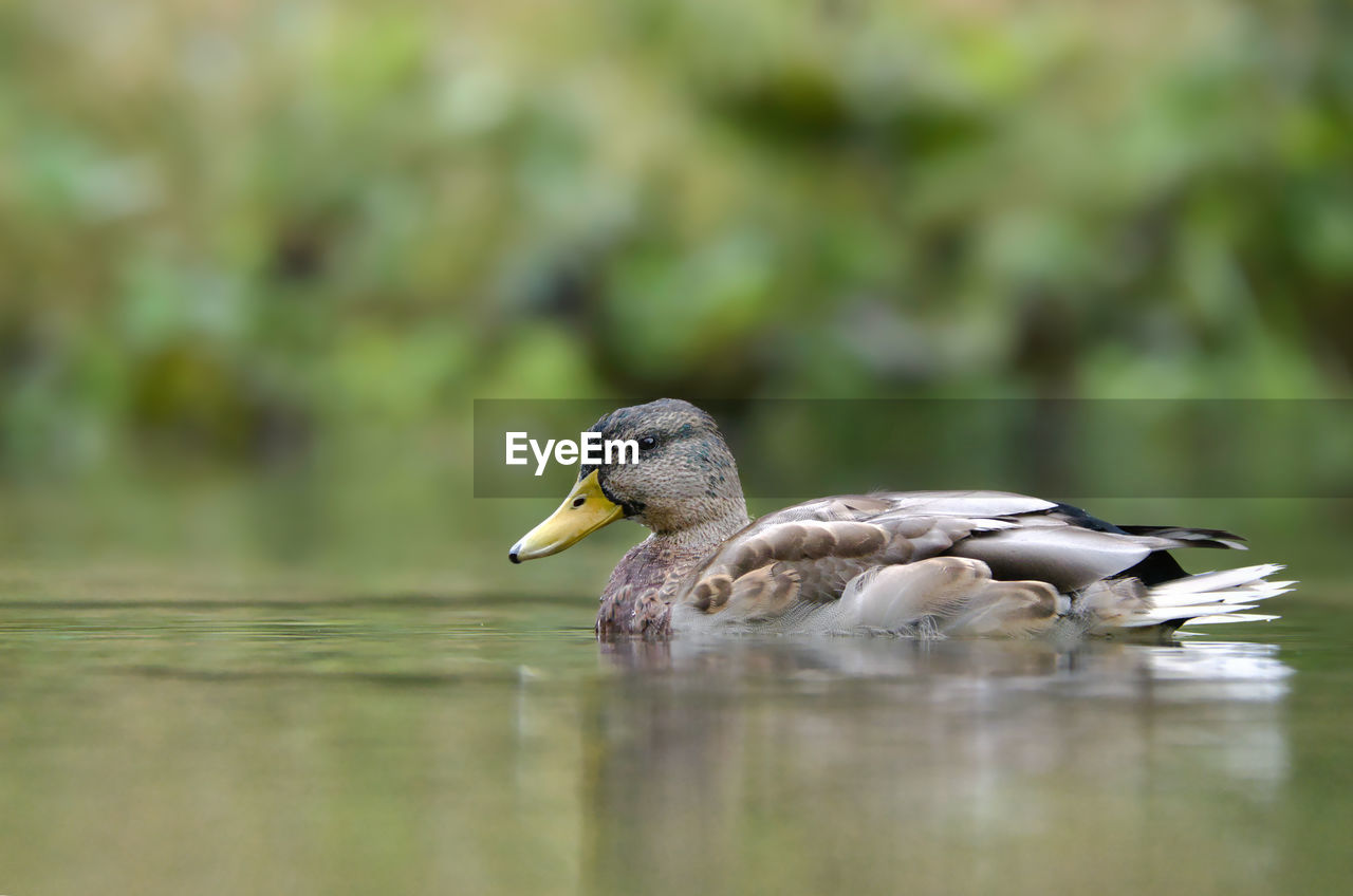 animal themes, animal wildlife, animal, wildlife, bird, duck, mallard, water, water bird, ducks, geese and swans, lake, one animal, beak, nature, no people, selective focus, poultry, swimming, day, reflection, outdoors, side view, beauty in nature, goose