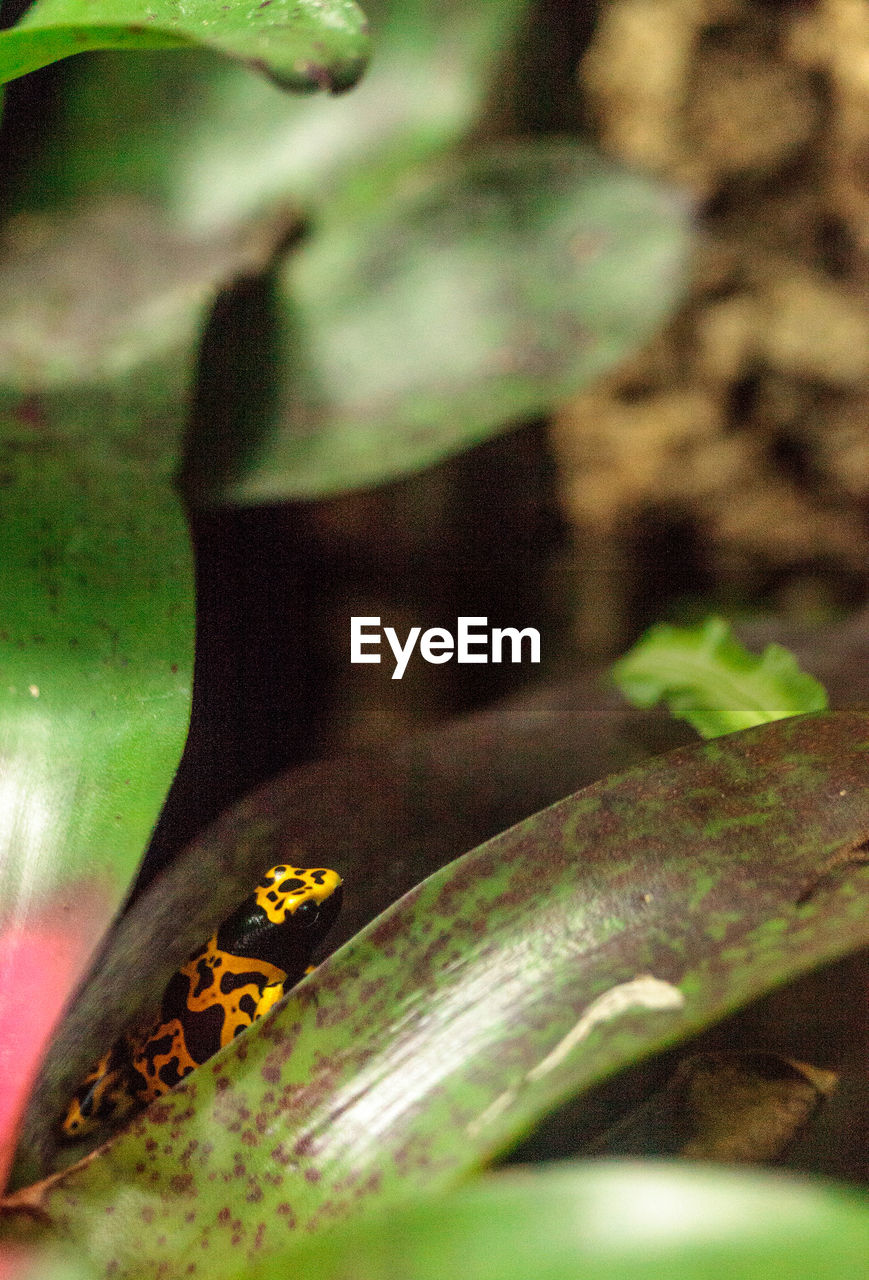 Close-up of frog on leaf