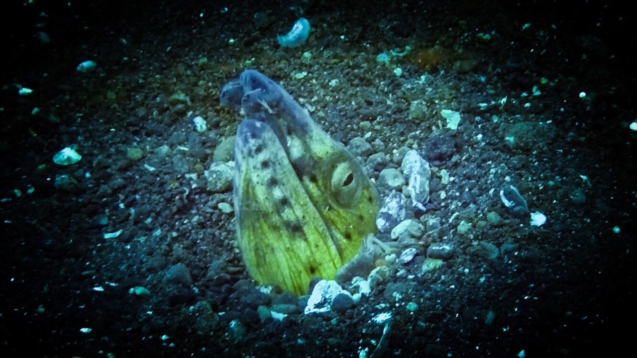 CLOSE-UP OF JELLYFISH IN SEA