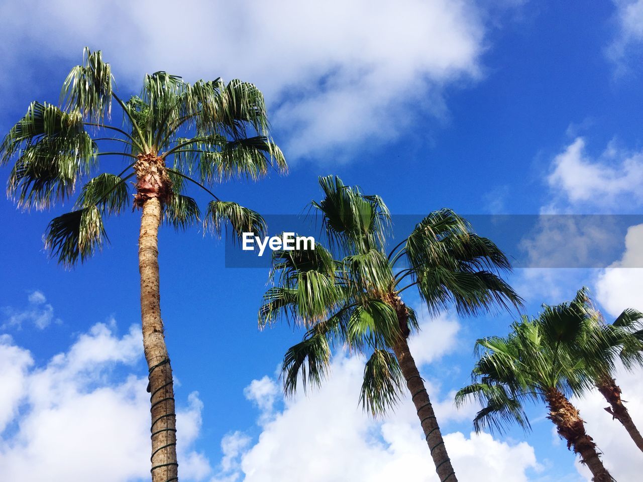 LOW ANGLE VIEW OF TREES AGAINST CLOUDY SKY