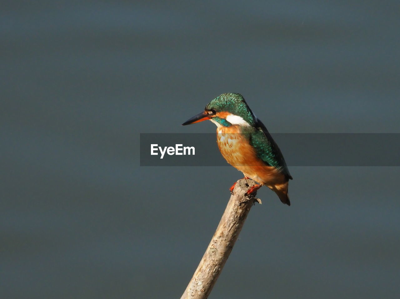 CLOSE-UP OF A BIRD PERCHING ON A BRANCH