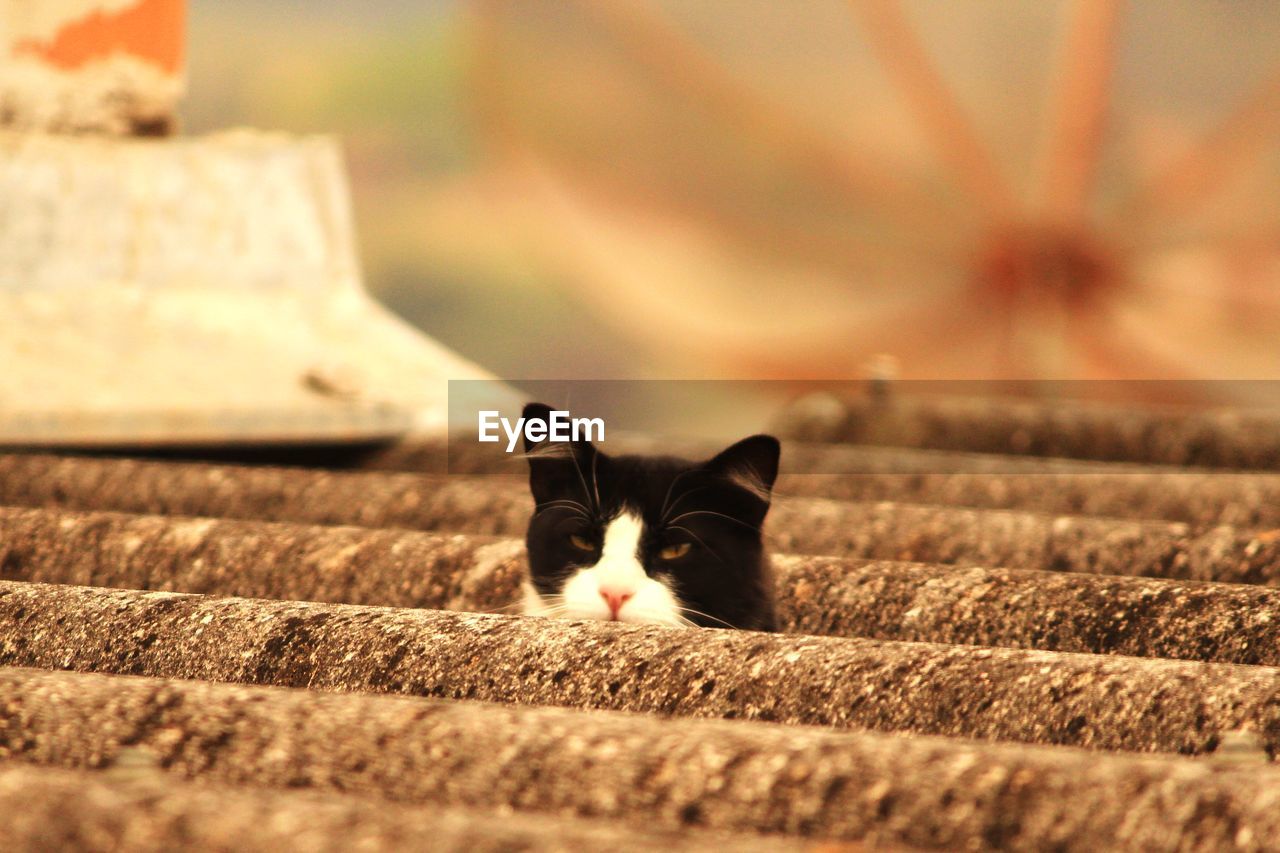 Portrait of cat relaxing on rooftop