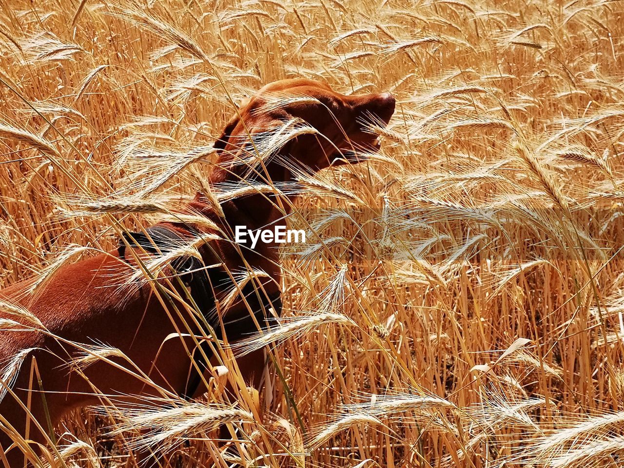 CLOSE-UP OF DRY GRASS IN FIELD