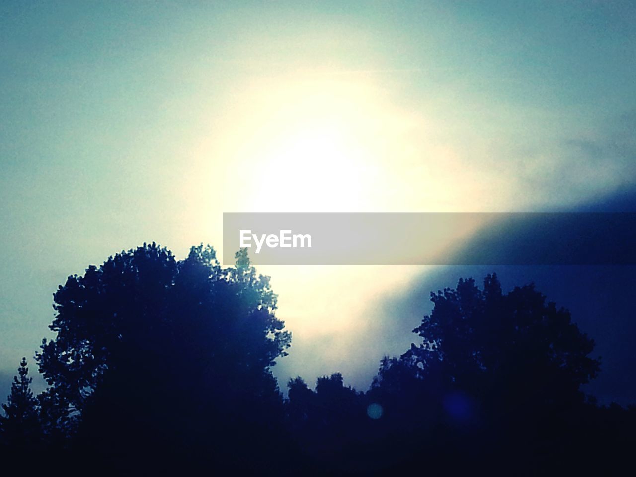 SILHOUETTE TREES AGAINST SKY