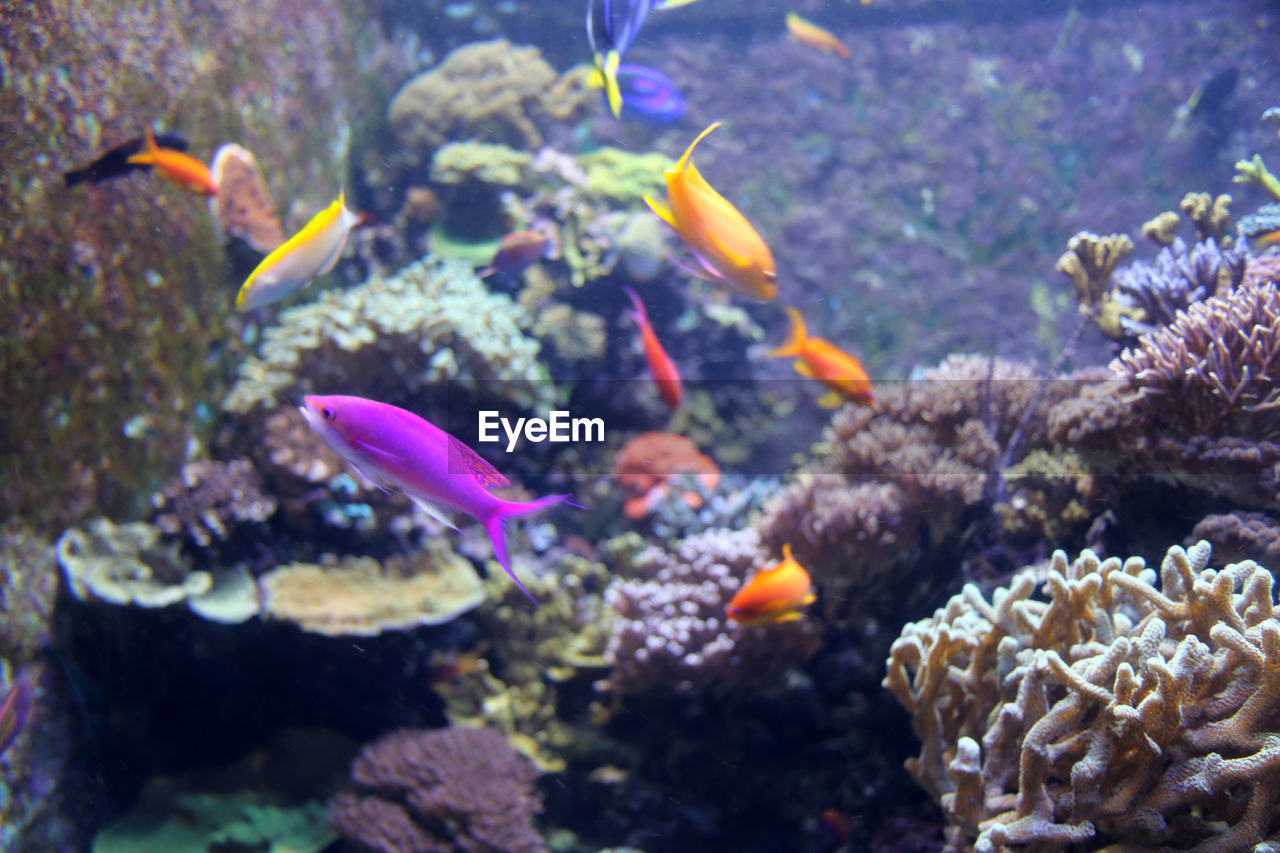 CLOSE-UP OF FISH SWIMMING UNDERWATER