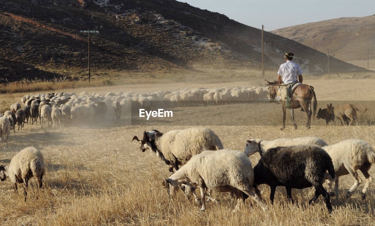 Shepherd moves flock of sheep against clear sky