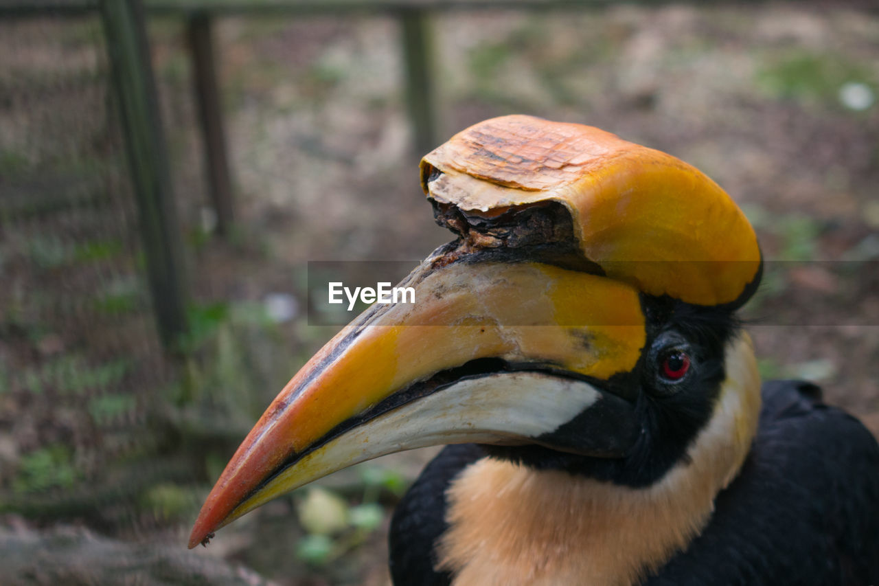 Close-up of a hornbill with broken horn.