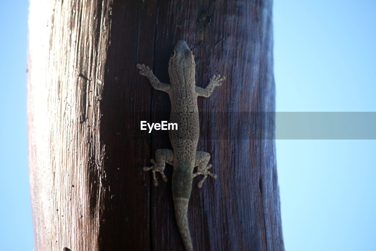 blue, wood, nature, lizard, animal, animal themes, tree, animal wildlife, no people, tree trunk, trunk, reptile, sky, day, one animal, branch, wildlife, clear sky, outdoors, gecko