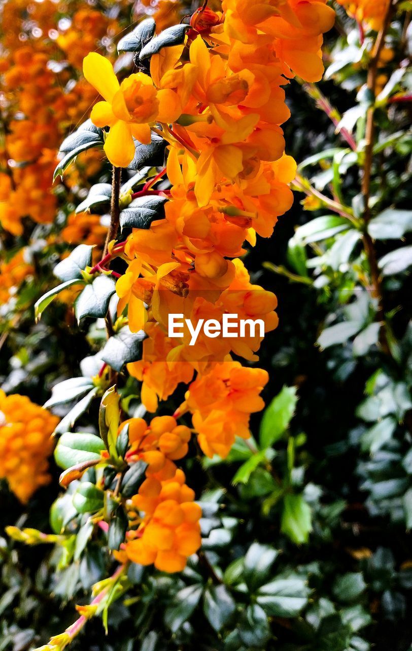 LOW ANGLE VIEW OF ORANGE FLOWERS BLOOMING OUTDOORS