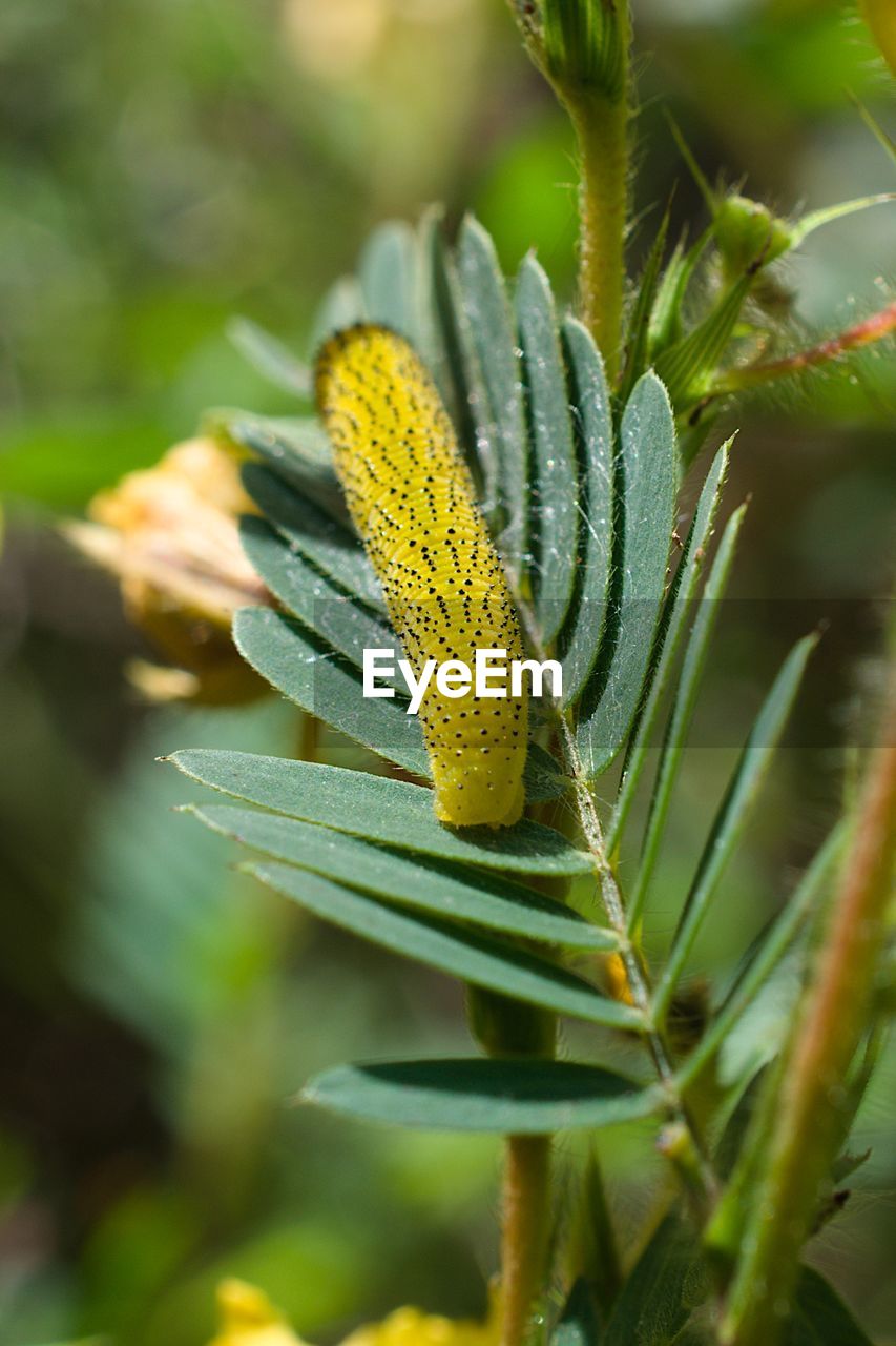 Close-up of yellow flower