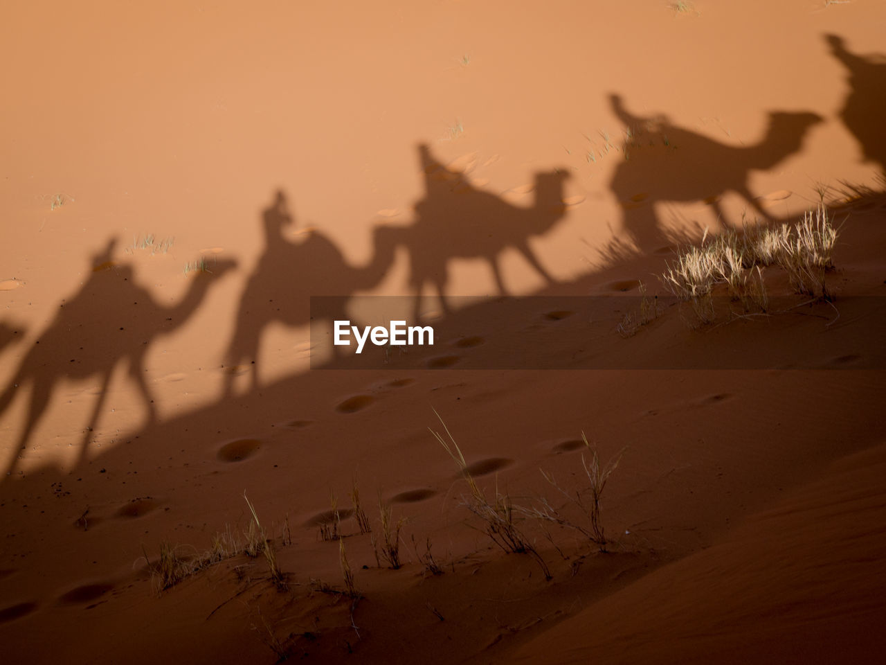 Shadow of people riding camels at desert