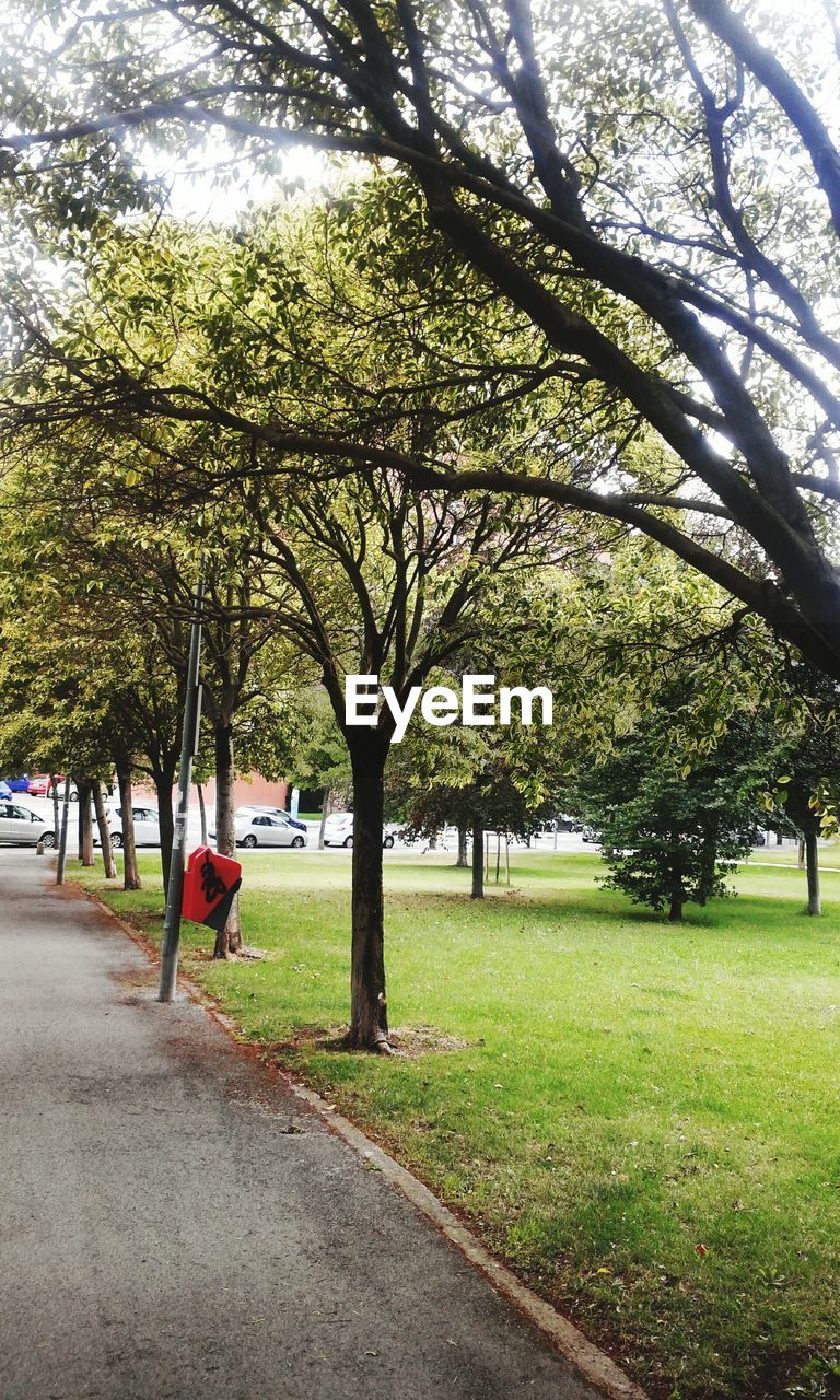 VIEW OF TREES IN PARK