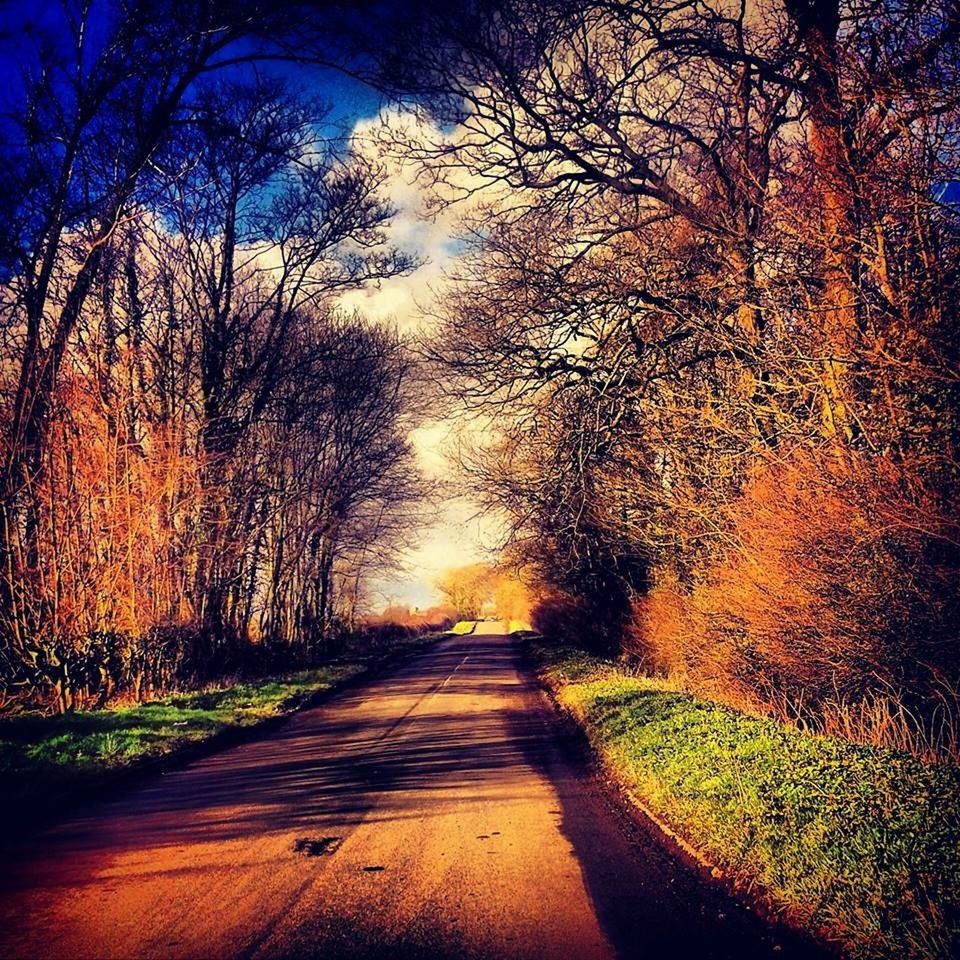 ROAD PASSING THROUGH TREES