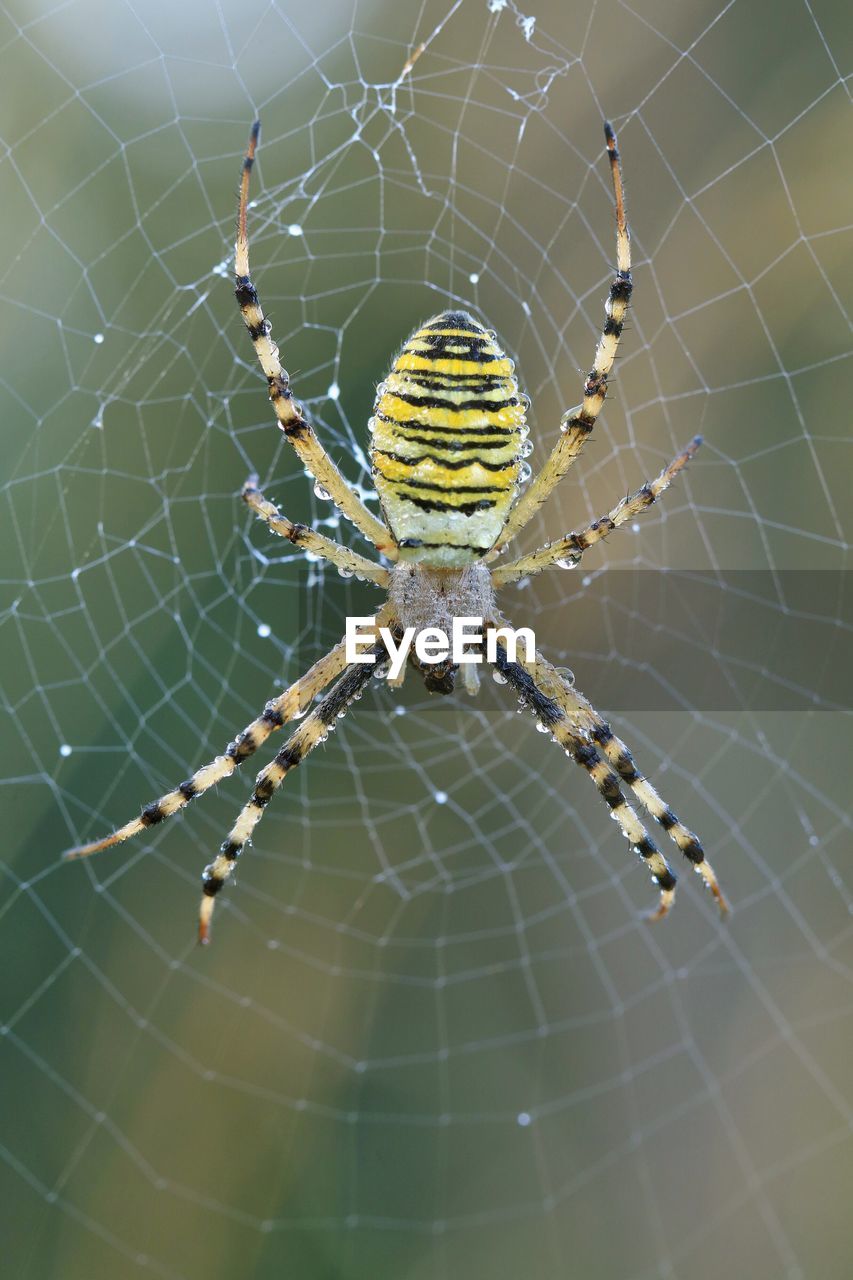 Close-up of spider on web