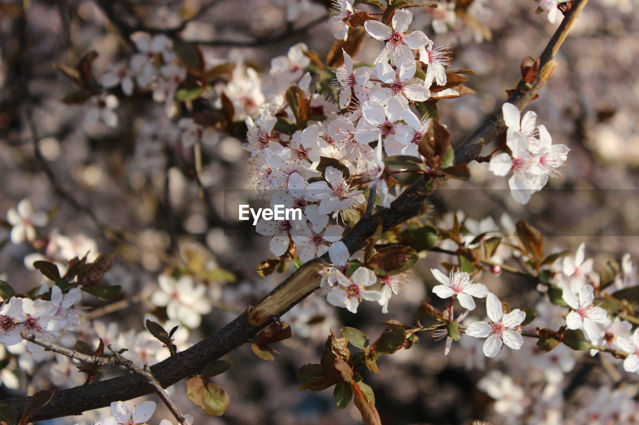 Close-up of cherry blossoms tree